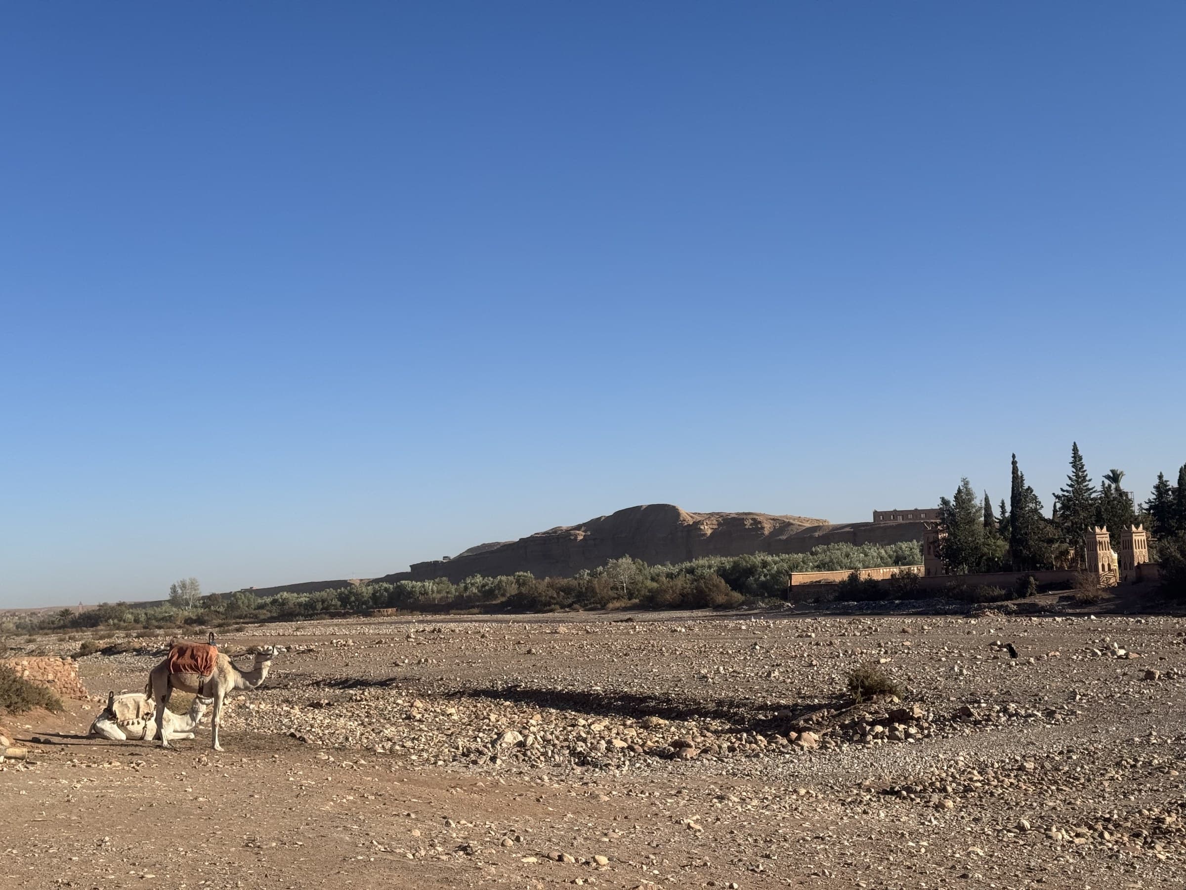 Camellos descansando junto a la kasbah de Ait Ben Haddou con el lecho seco del río Ounila y cielo azul