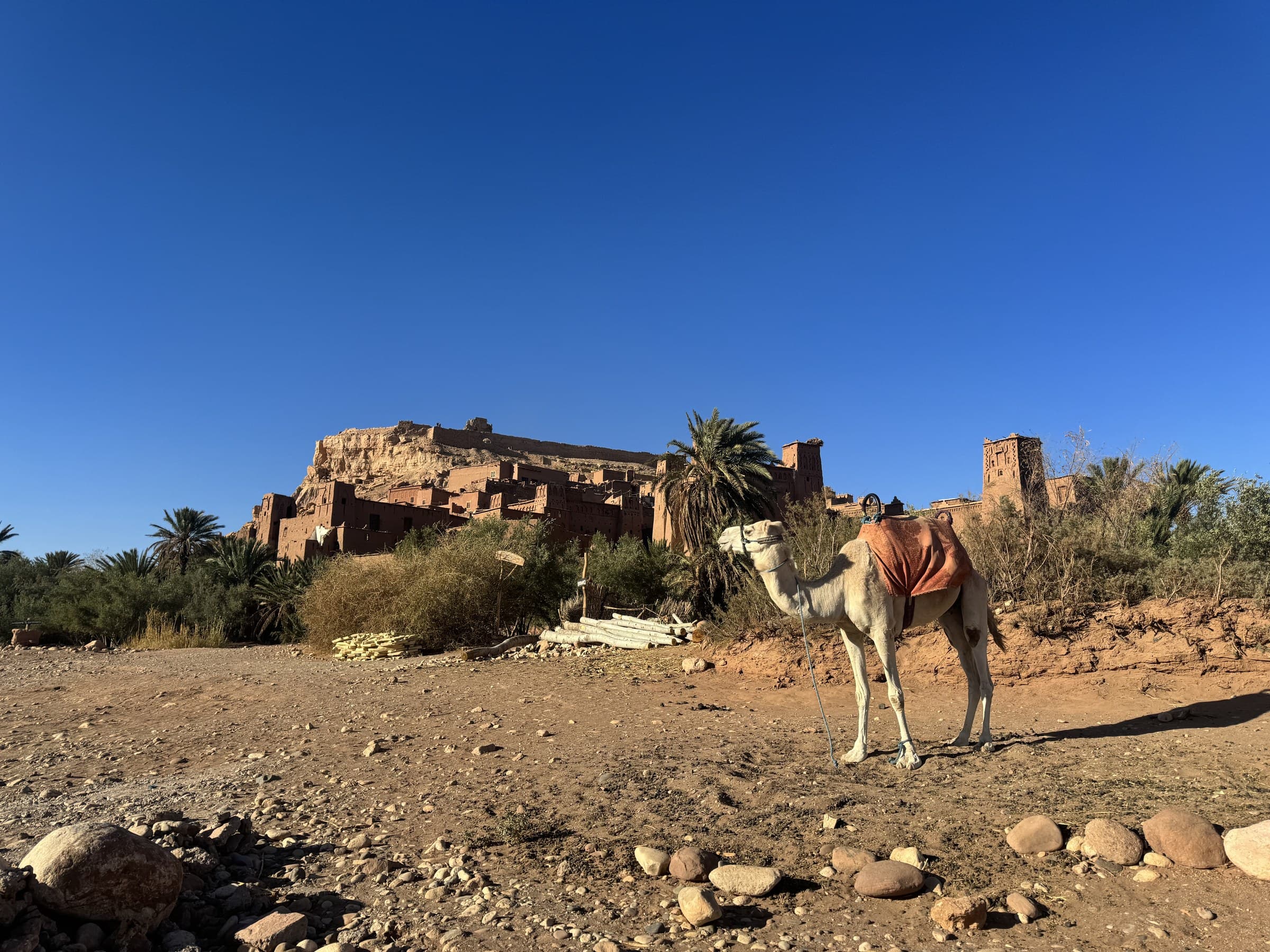 Dromedario frente a la kasbah de Ait Ben Haddou con palmeras y cielo azul intenso, Marruecos