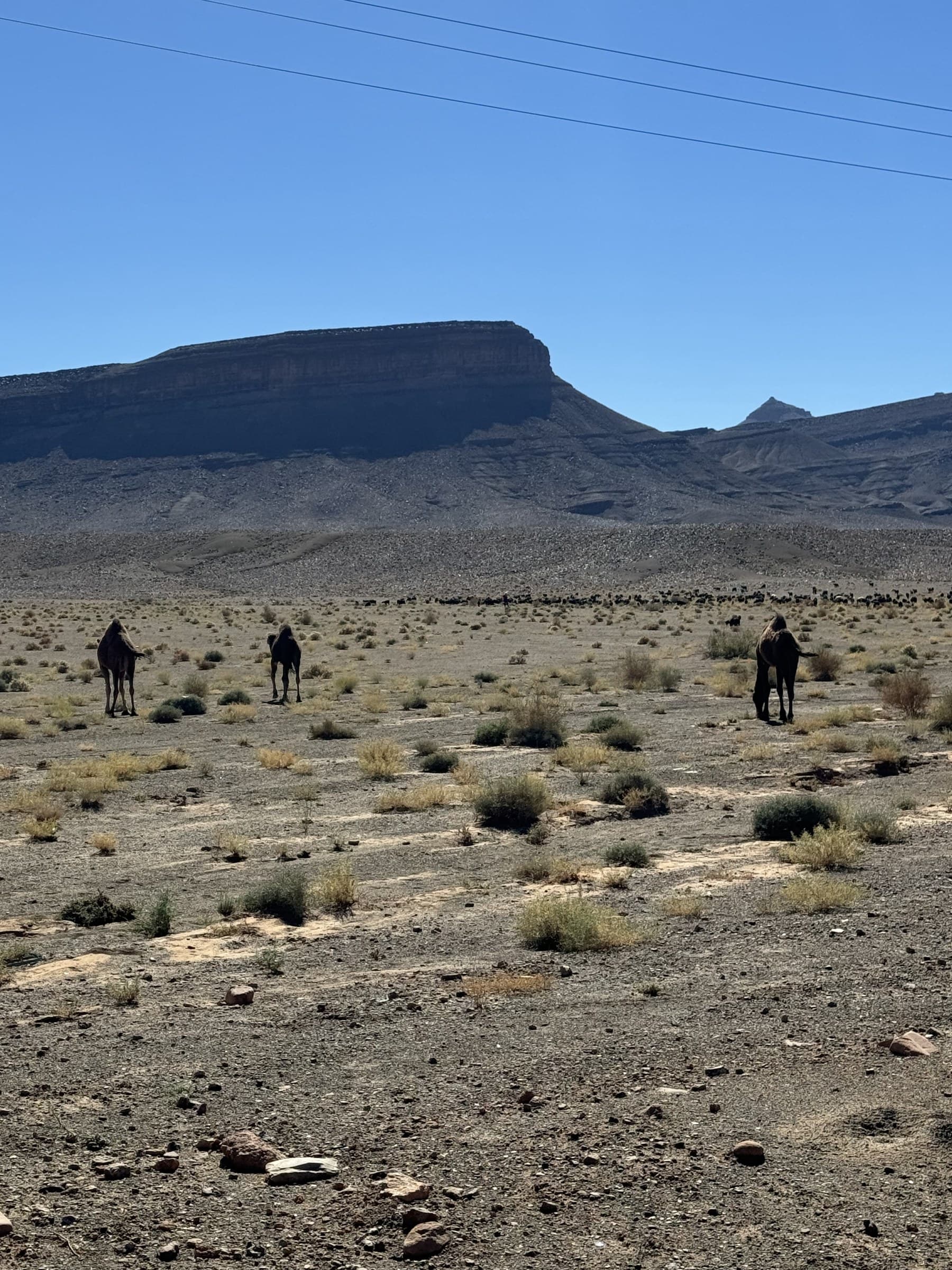 Dromedarios en libertad en el desierto pedregoso del sur de Marruecos con meseta rocosa al fondo