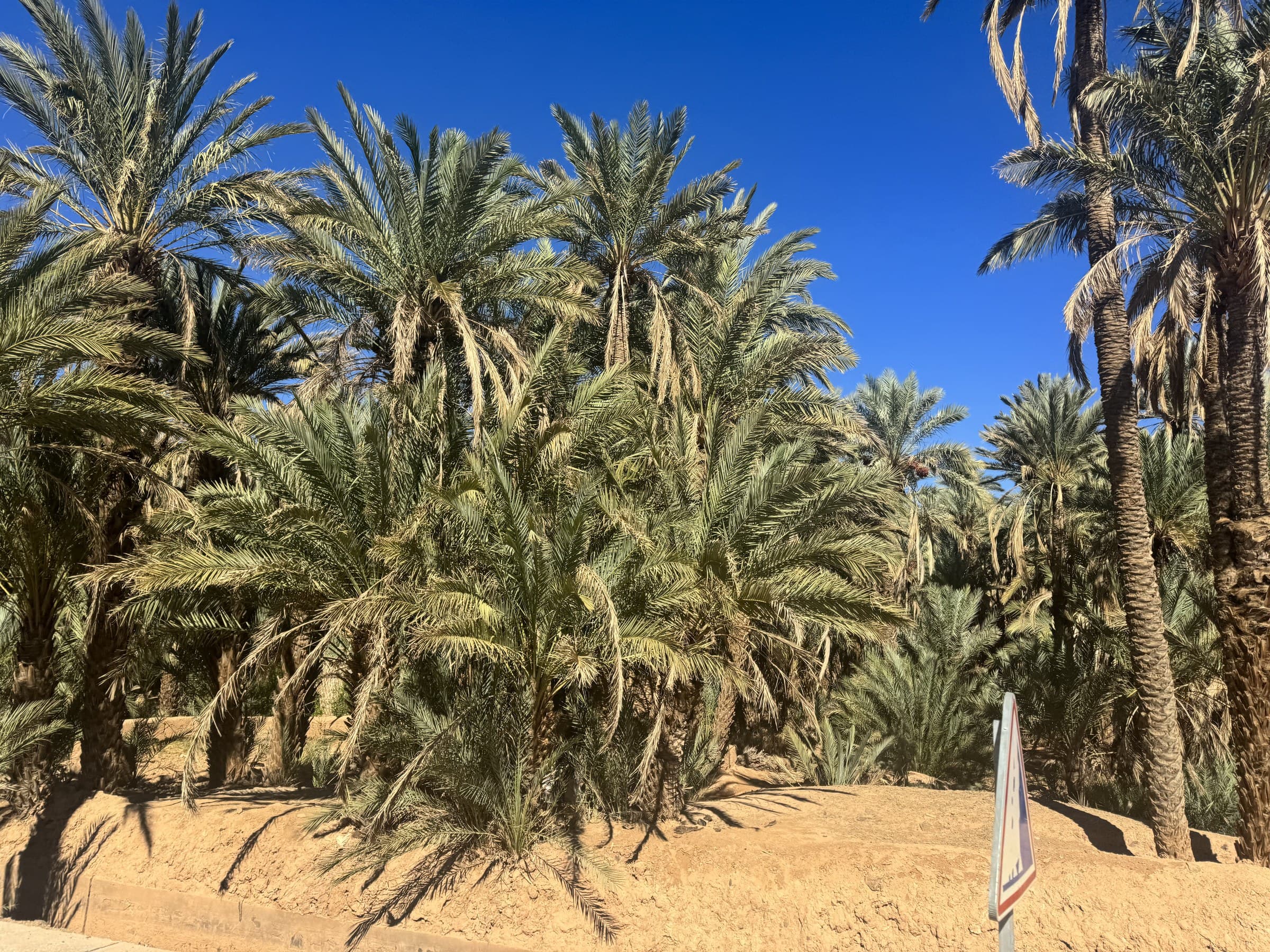 Palmeral de datileras en el desierto de Merzouga, oasis del sur de Marruecos bajo cielo azul intenso