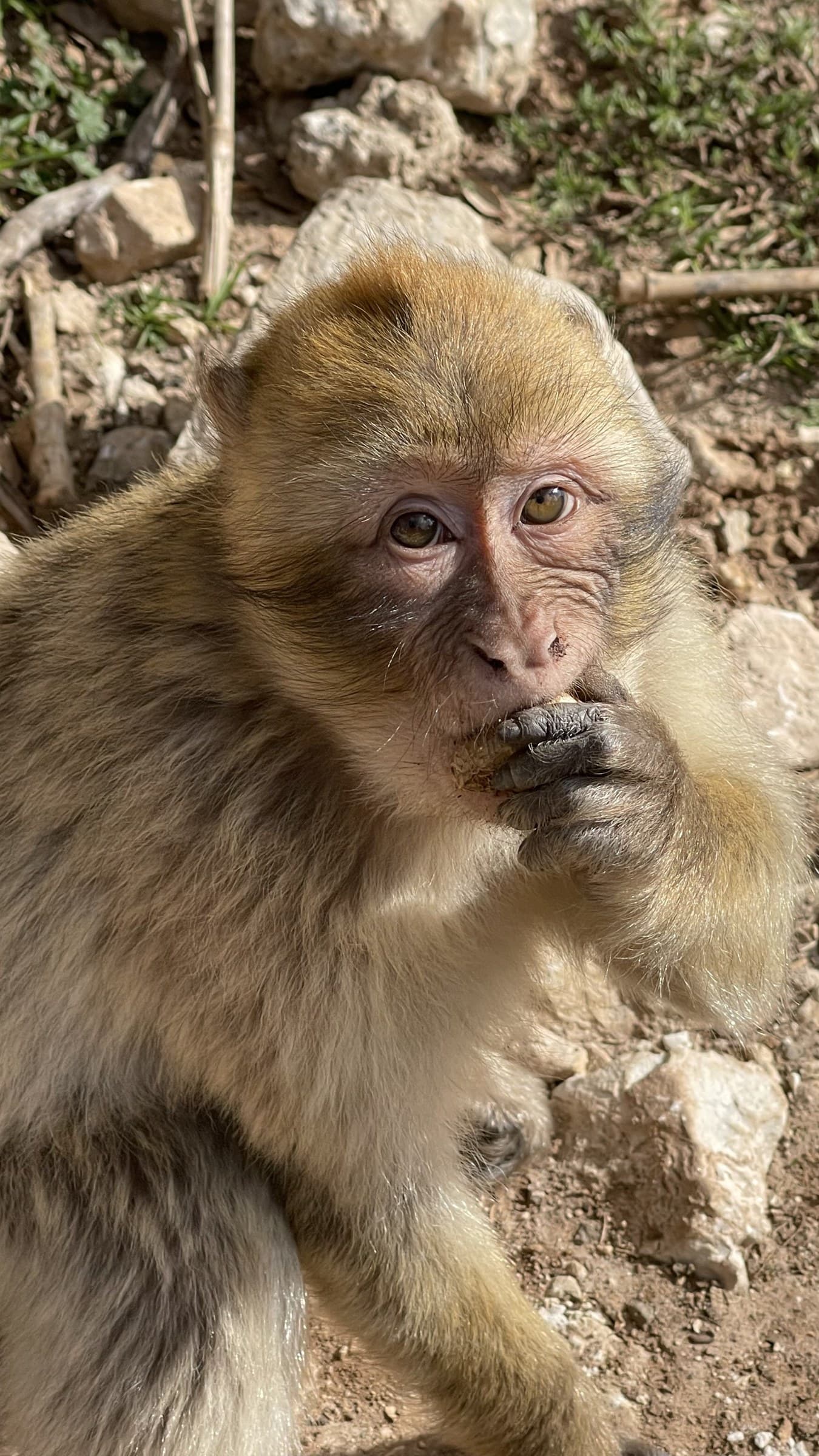 Macaco de Berbería comiendo en el bosque de cedros de Azrou, Atlas Medio de Marruecos