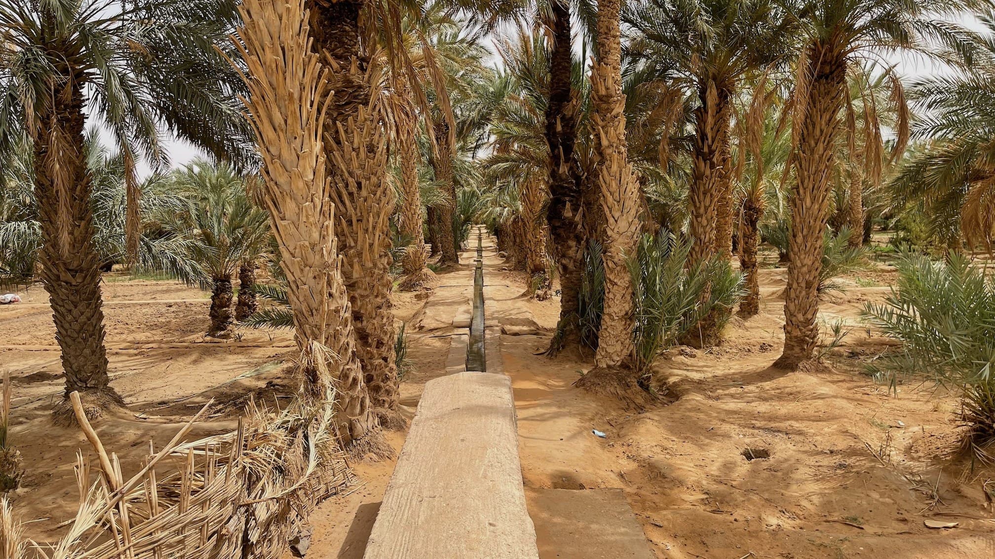 Canal de irrigación tradicional entre palmeras datileras en el oasis de Merzouga, desierto del Sahara marroquí